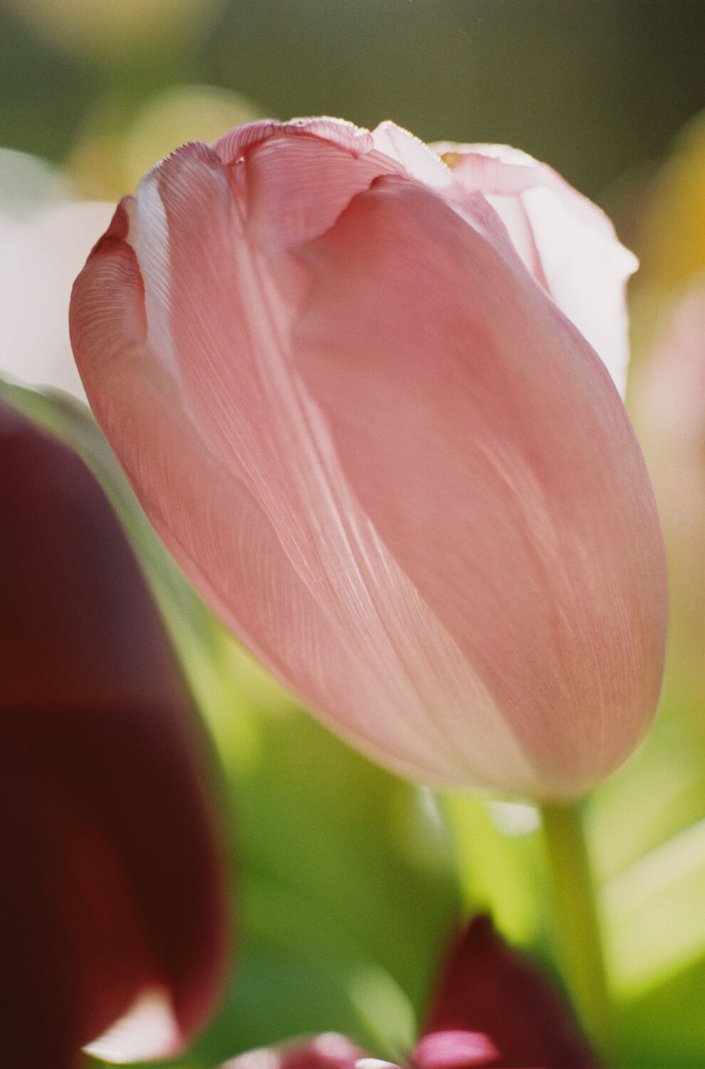 5 Cadres de... Tulipes sur Fujicolor C200 surexposé (Leica R3, Macro-Elmarit 60mm f / 2.8 ) - par Charles Mutter