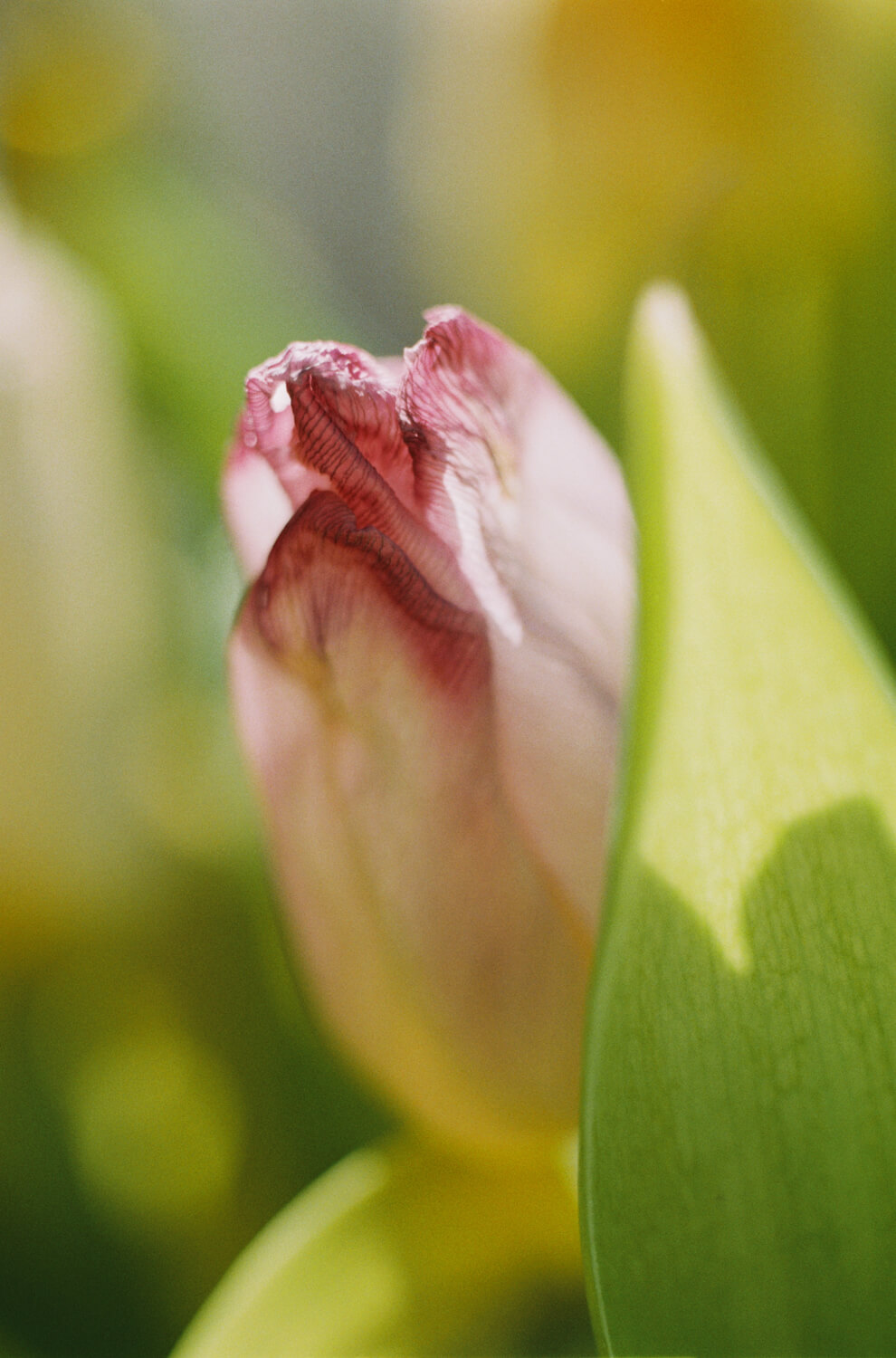 5 Cadres de... Tulipes sur Fujicolor C200 surexposé (Leica R3, Macro-Elmarit 60mm f / 2.8 ) - par Charles Mutter