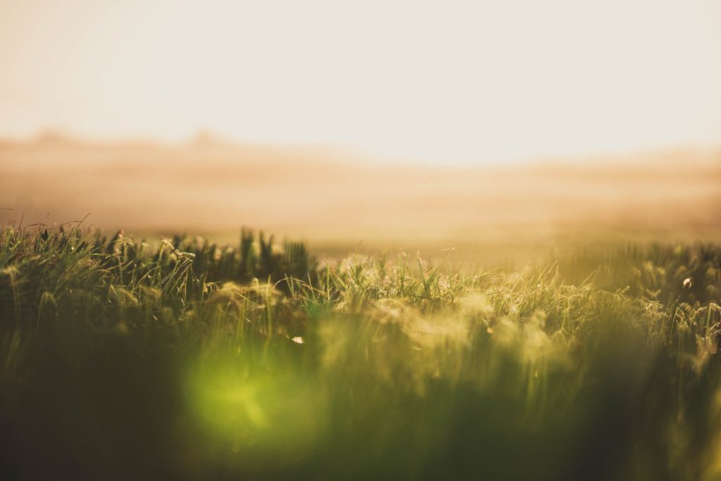champ d'herbe verte au coucher du soleil