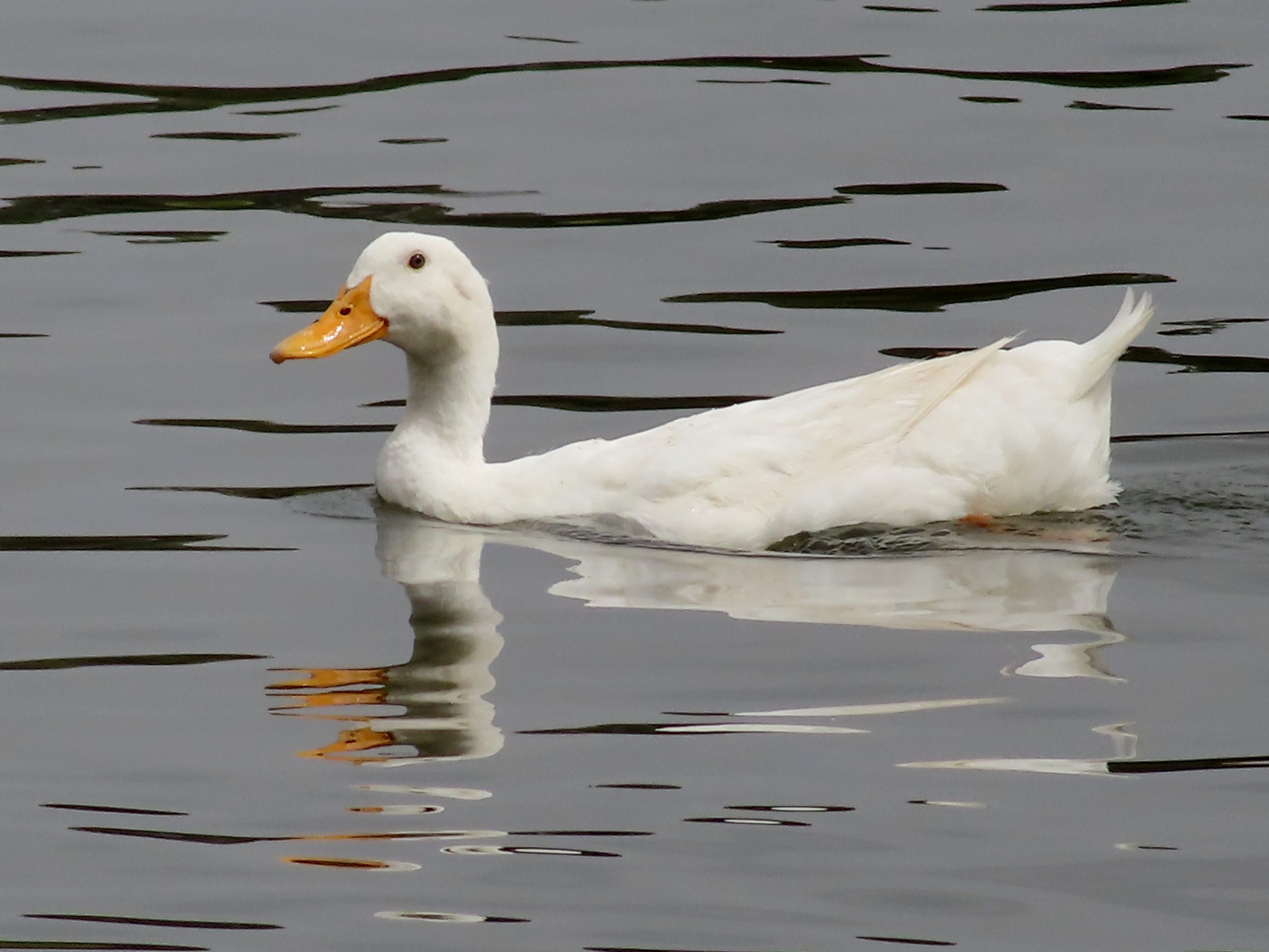 Photo d'un canard sur un lac