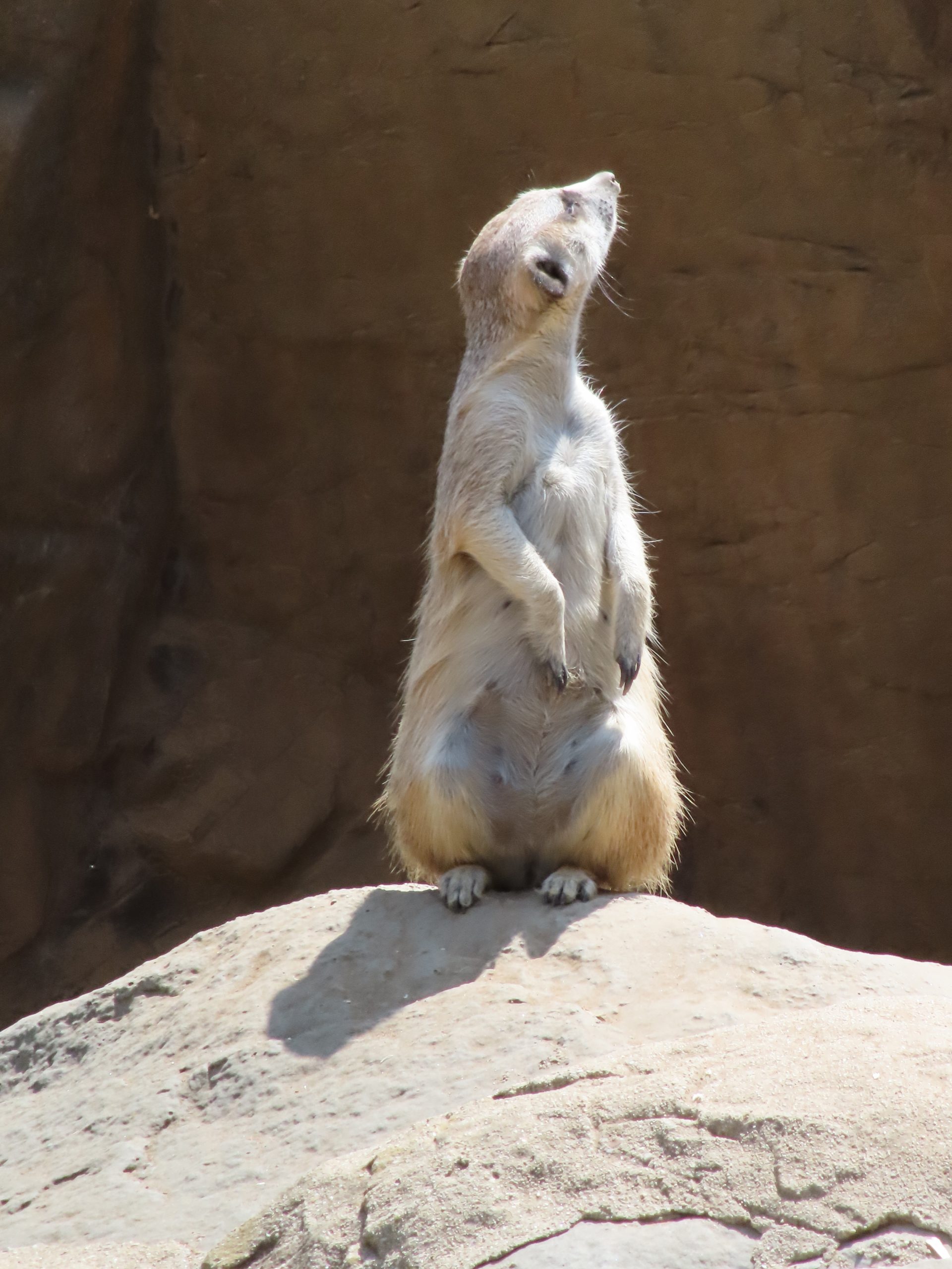 Photo d'un suricate au zoo