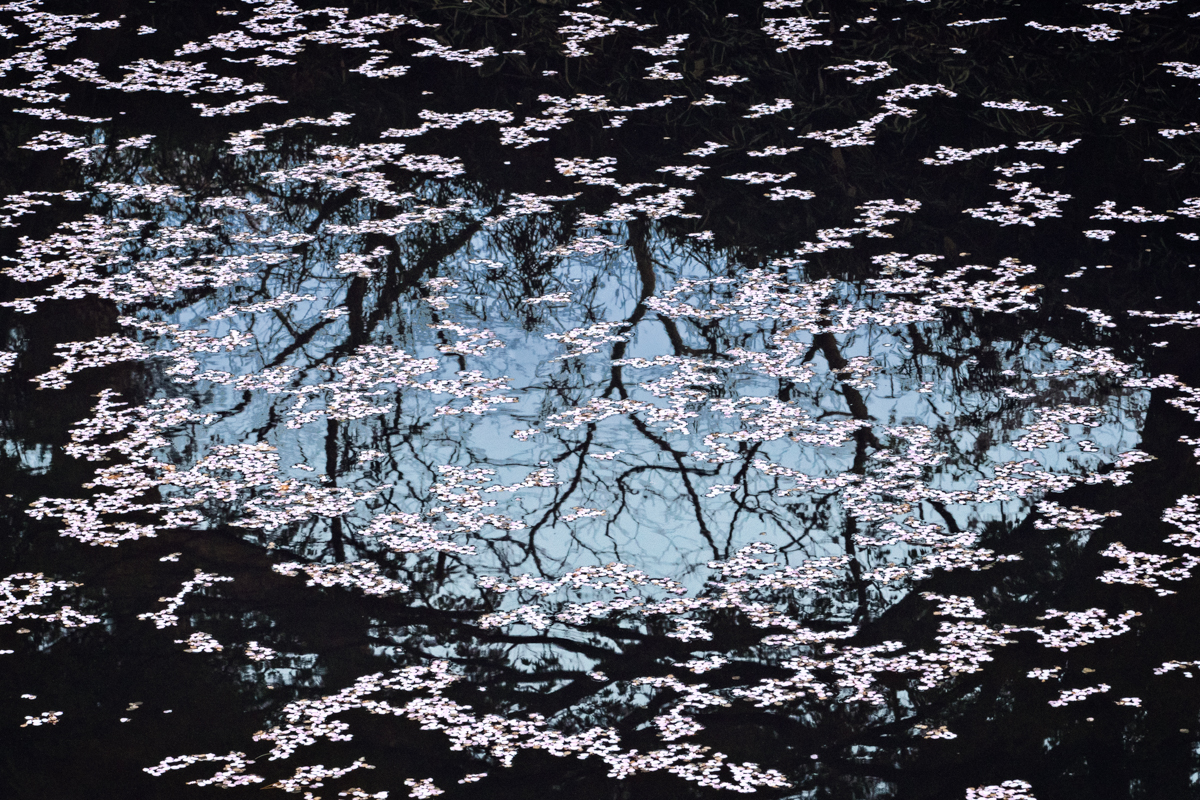 , Naviguer dans la perte et la tristesse à travers la photographie de fleurs de cerisier