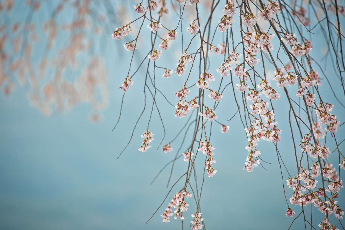 , Naviguer dans la perte et la tristesse à travers la photographie de fleurs de cerisier